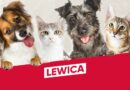 Ustawa Łańcuchowa – czas na realną ochronę zwierząt!